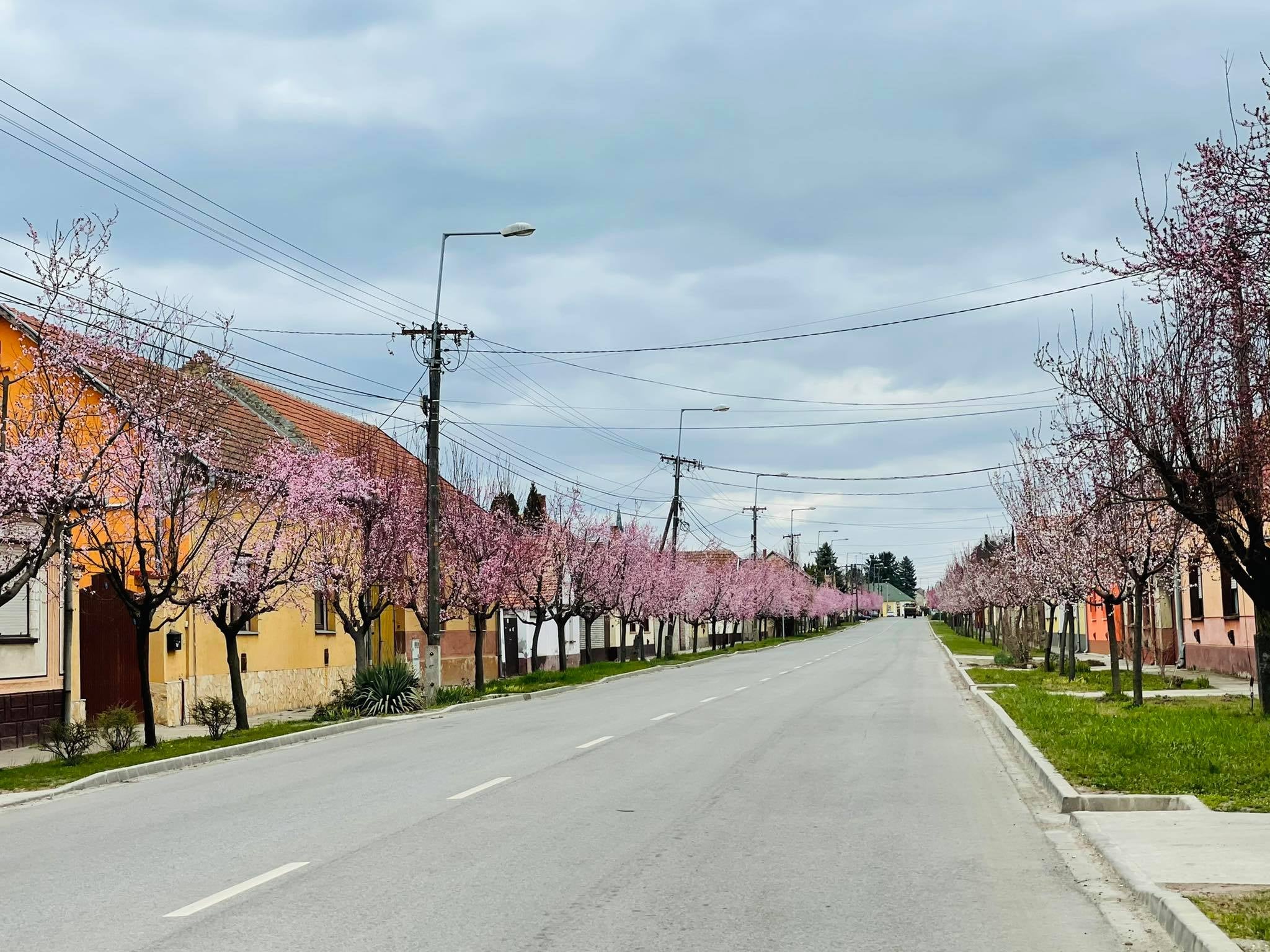 A 10 éve ültetett Vérszilva fák