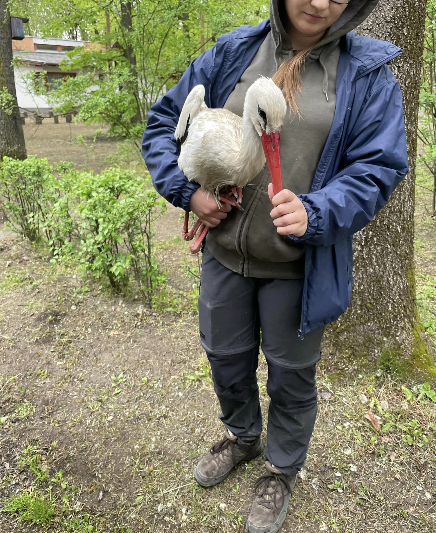 Az elütött gólya biztonságban van a Szegedi Vadasparkban