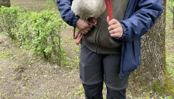 Az elütött gólya biztonságban van a Szegedi Vadasparkban